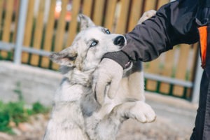 Dog Bite Injury Statute Of Limitations