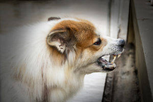 How Do I Know if a Dog Bite Is Serious?