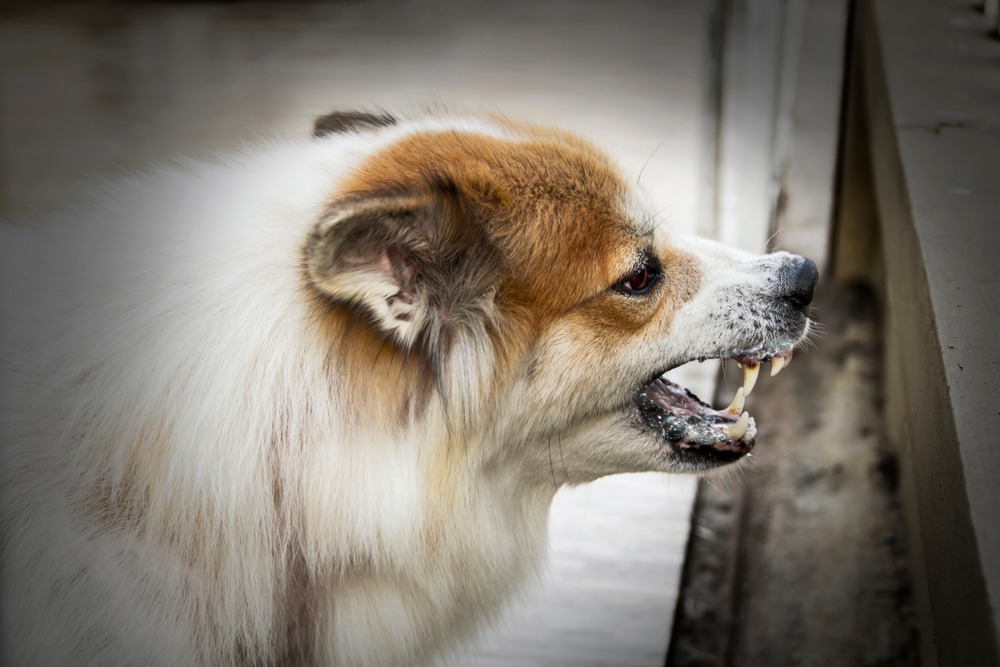 How Do I Know if a Dog Bite Is Serious? | Dog Bites | Bader Scott Injury  Lawyers