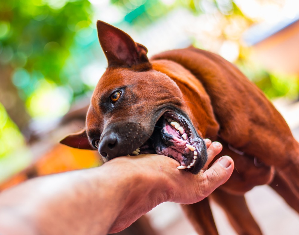 Why Are Dog Bites Dangerous? | Bader Scott Injury Lawyers