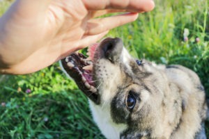 dog about to bite someone’s hand