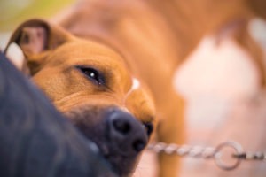 Certain Dog Breeds Identified as More Dangerous By Insurers